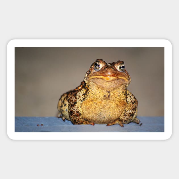 a personable toad Sticker by LaurieMinor